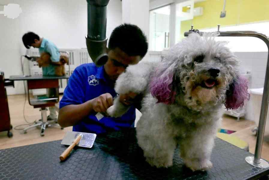 Dog Grooming And Training Services In Nairobi