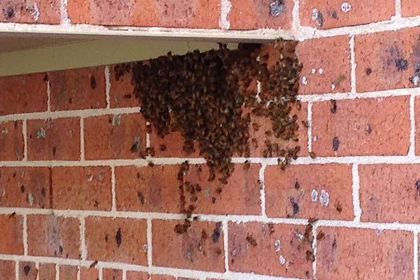 Bee Removal Services In Nairobi
