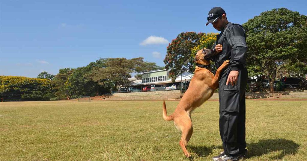 Dog Training Services in Nairobi Kenya