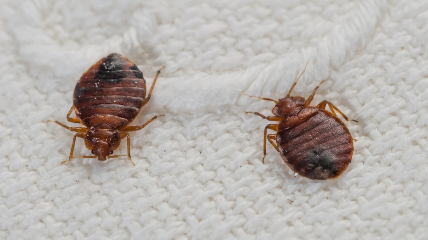 Bed Bugs Control Services in Nairobi Kenya