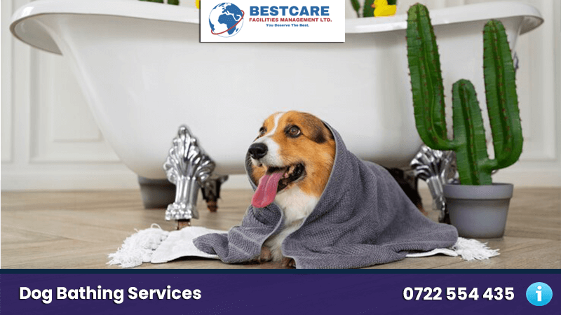 Dog Bathing services and grooming by mobile groomers nairobi kenya