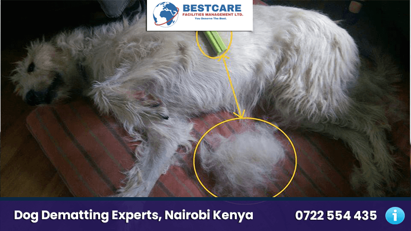 Dog Dematting services nairobi kenya mobile groomers and grooming experts