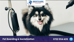 dog blow dry nairobi kenya grooming services mobile groomers