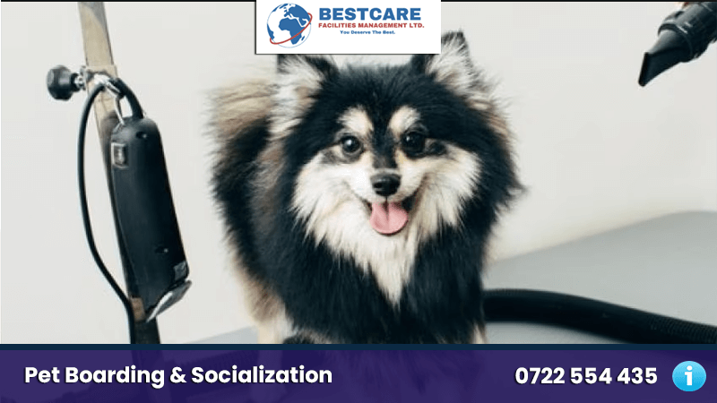 dog blow dry nairobi kenya grooming services mobile groomers