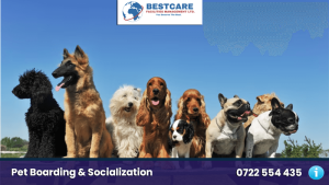 dog boarding pet socialization play and interraction nairobi kenya