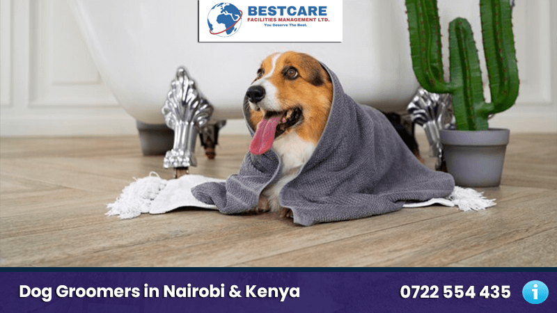 dog grooming services nairobi kenya mobile dog groomers