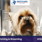 dog sanitary trimming grooming nairobi kenya groomers