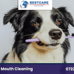 dog teeth cleaning grooming nairobi kenya groomers