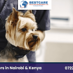 dog trimming services dog drooming nairobi kenya