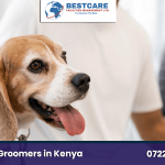 mobile dog grooming nairobi kenya