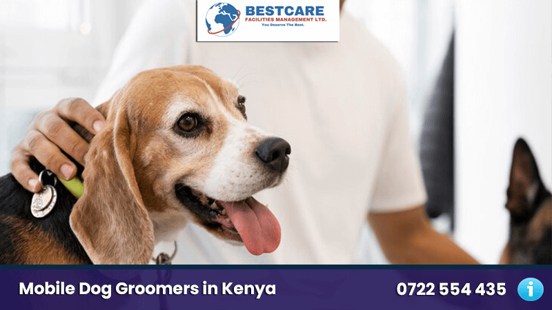 mobile dog grooming nairobi kenya