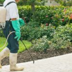rainy season pest control nairobi kenya